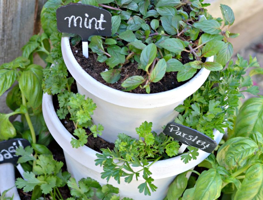 mint and cilantro in stacked pots