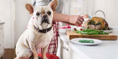 PetSmart Fall Feast Event: Free Can Of Cat Or Dog Food & More (November 18th Only)