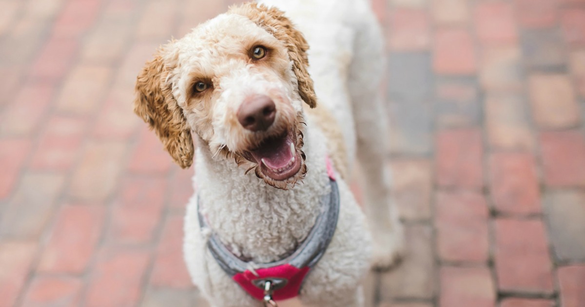 national preparedness month disaster tips &ndash; Never leave your pets during a national crisis