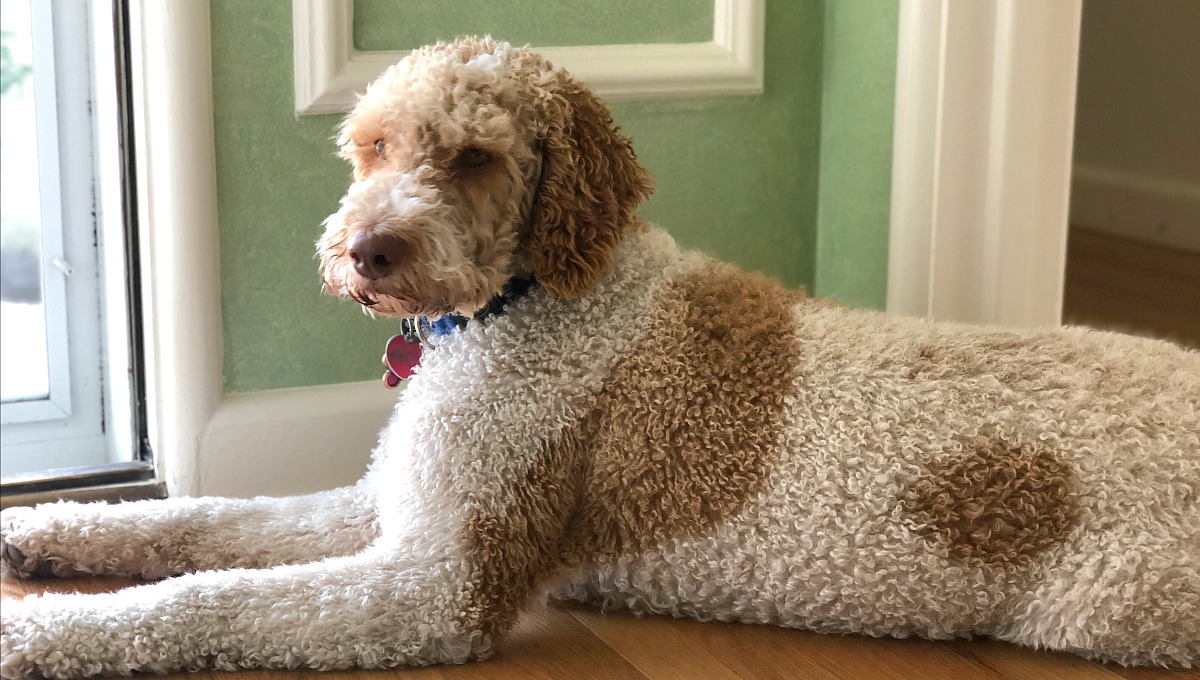 How moving made us feel grateful while having less &ndash; collin's dog yogi enjoying the new home
