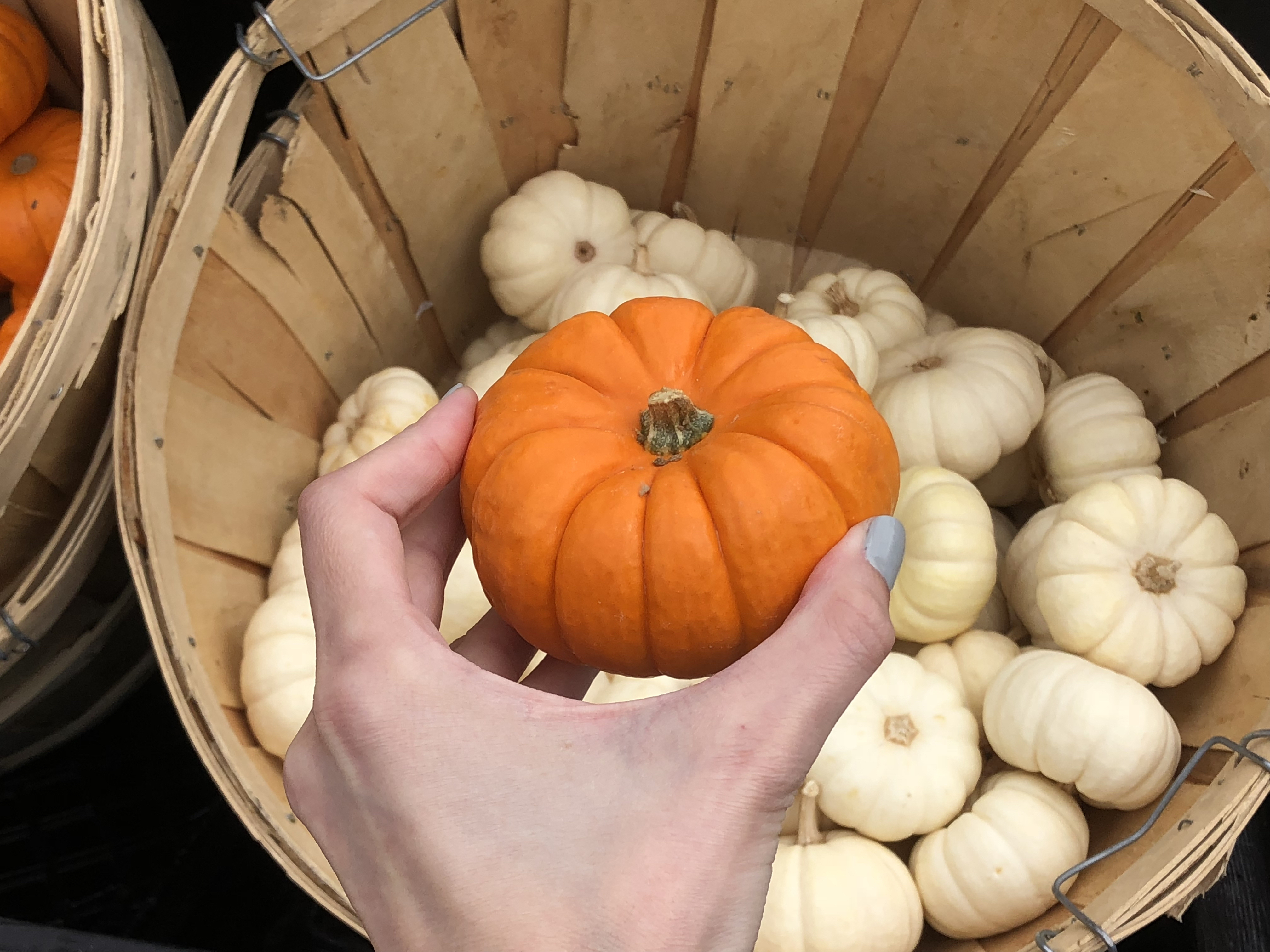 Deals on Trader Joe's Pumpkin items &ndash; Mini Pumpkins at Trader Joe's