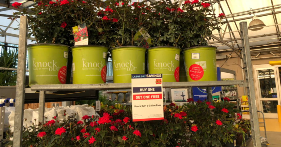 Knock-Out 2-Gallon Rose