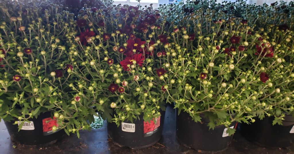 5-quart mums at aldi