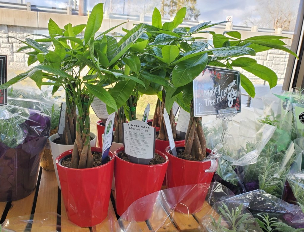 money tree plants in red pots
