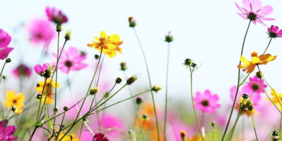 FREE Pollinator Seed Packet from National Geographic