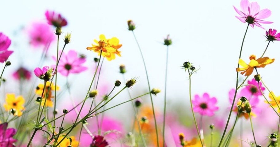 FREE Pollinator Seed Packet from National Geographic