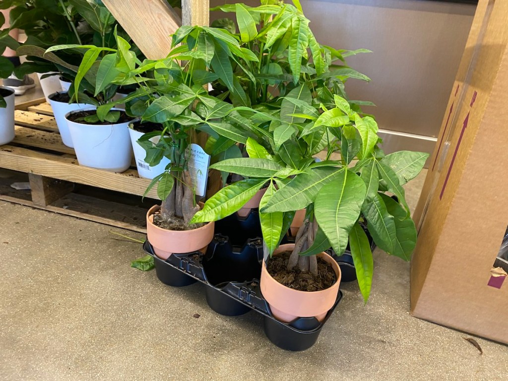 Fiddle Fig Leaf Tree on floor at aldi