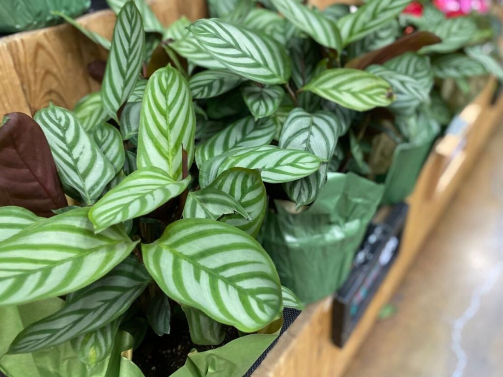jumbo calalethea plant