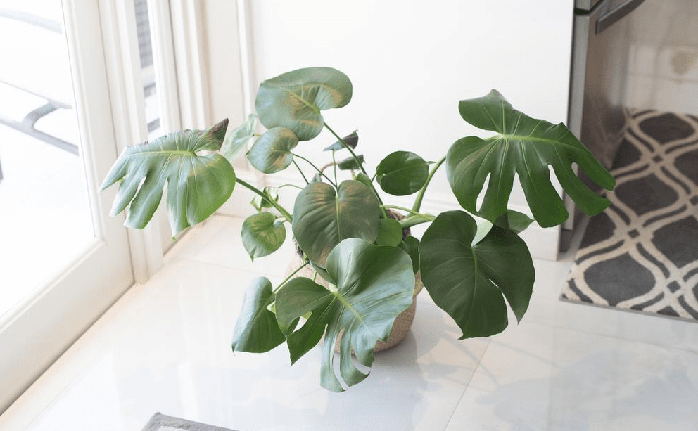 potted plant by a window