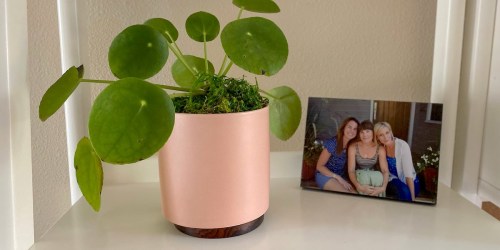 8 Best Places to Buy Houseplants Online