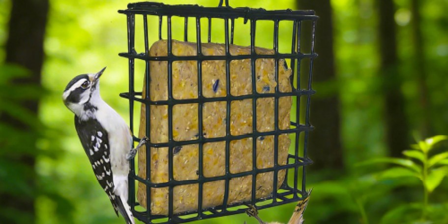 Today ONLY: Bird Suet Only $1 on Lowes.com