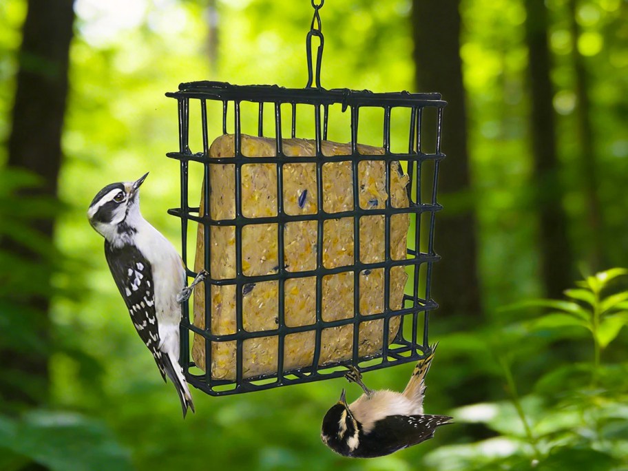 two birds on a suet bird feeder