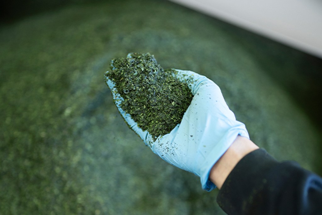 hand holding crushed up green tea leaves wearing blue glove