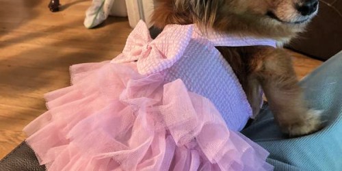 Kohl’s Dog Costumes from $4.49 | Disney, DC Comics, Dolly Parton & More