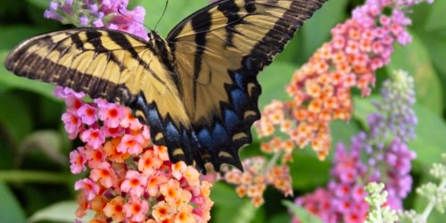 Butterfly Bush Live Plants 3-Pack Just $23.98 Shipped – Today Only!