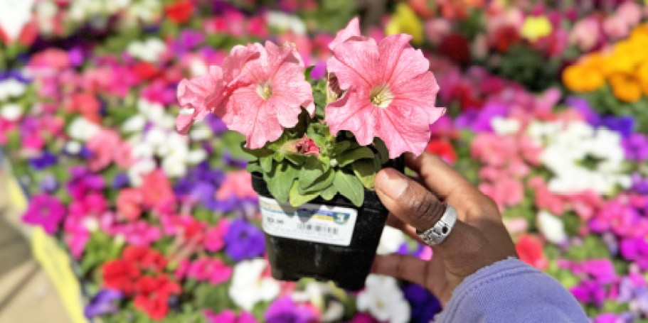 FREE Lowe’s Spring Flower on 5/9 for First 200 Rewards Members