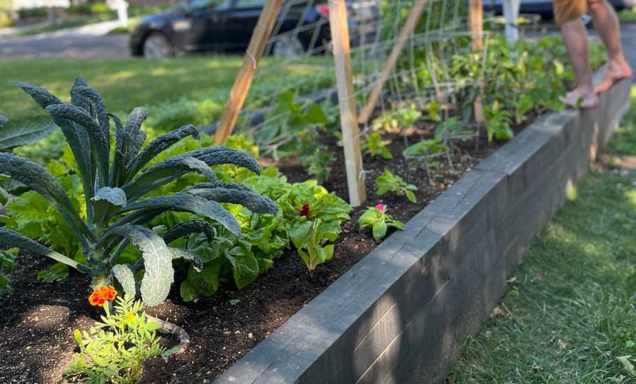 close up of raised garden bed with plants