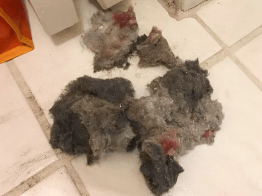 Dryer Lint removed by Lint Lizard