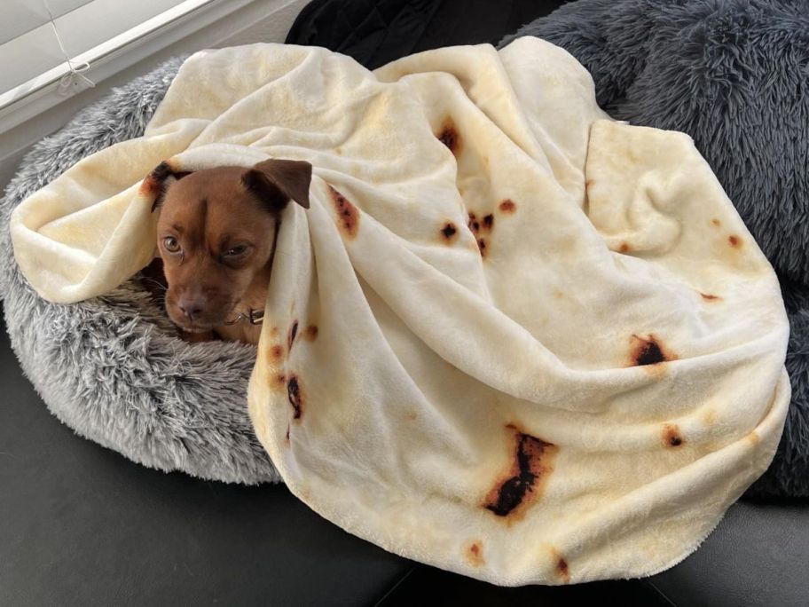 dog wrapped in burrito blanket
