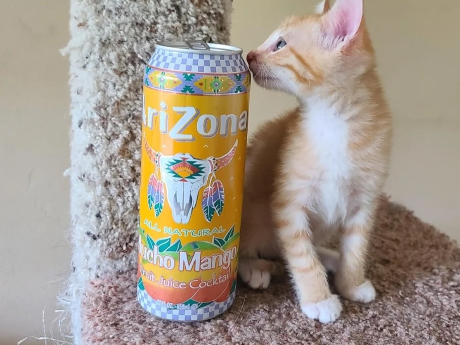 kitten sitting next to arizona mucho mango juice cocktail can