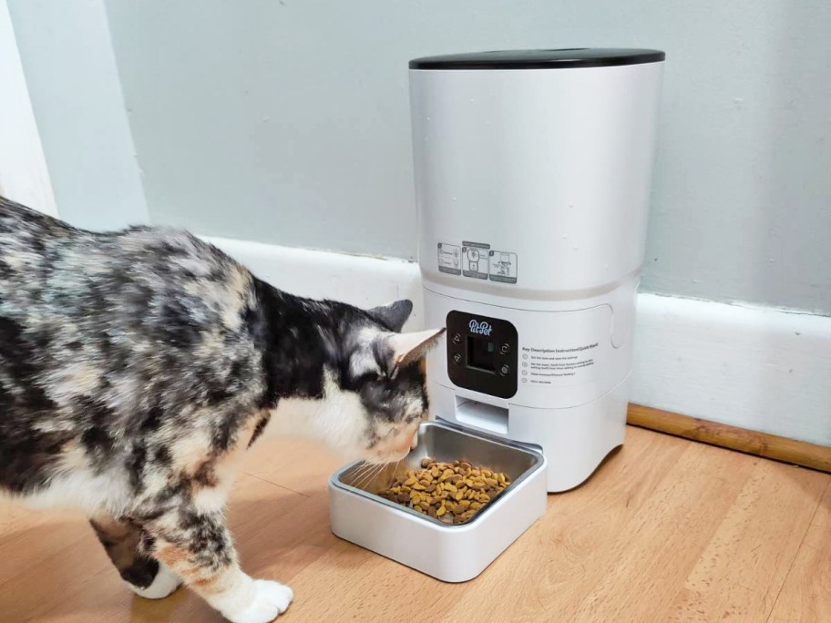cat eating from an automatic feeder bowl