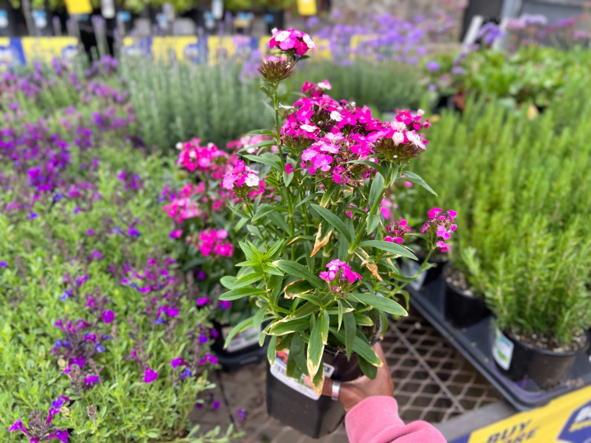 Today Only: FREE Mother’s Day Flower at Lowe’s!