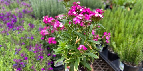 Today Only: FREE Mother’s Day Flower at Lowe’s!
