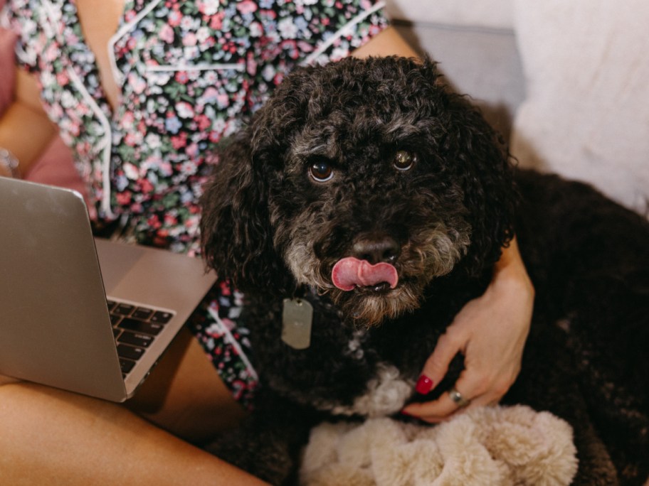 black dog with tongue sticking out