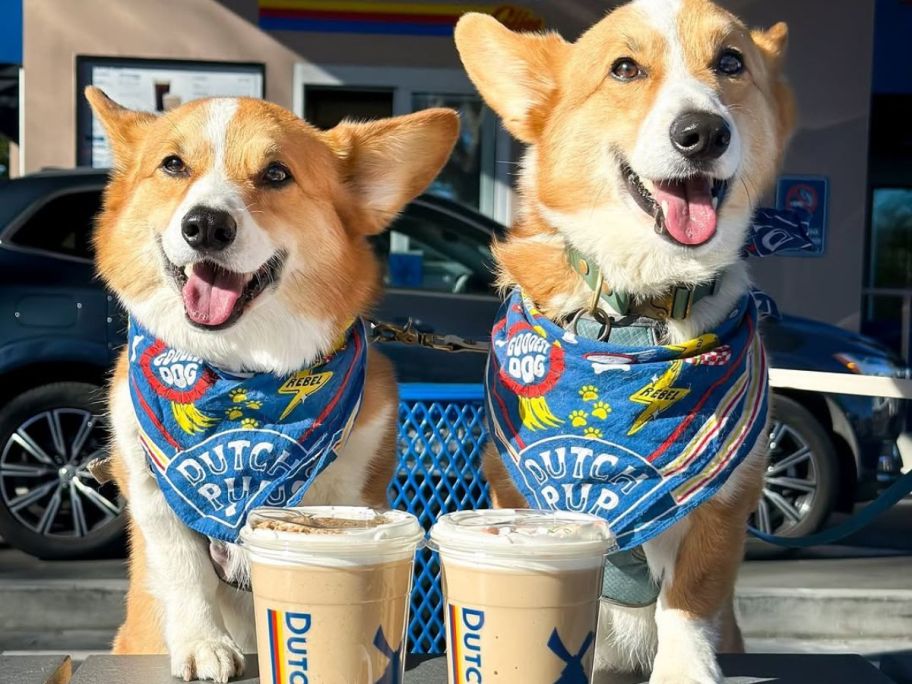 Two dogs wearing Dutch Bros Bandanas