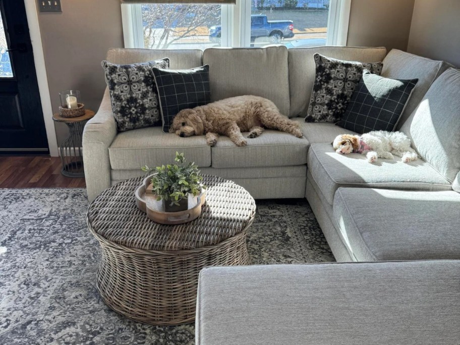 2 dogs sleeping on couch