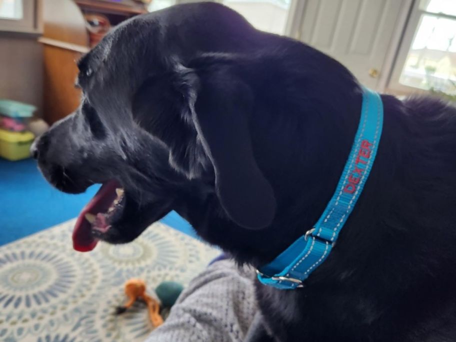 dog wearing Suncliff Personalized Embroidered Martingale Dog Collar