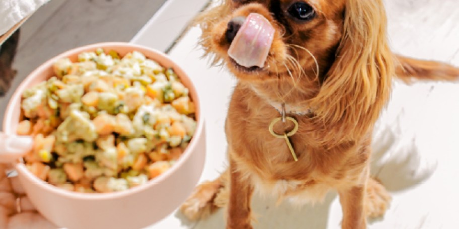 50% Off Nom Nom Fresh Dog Food + Free Shipping (NO Preservatives or Fillers)