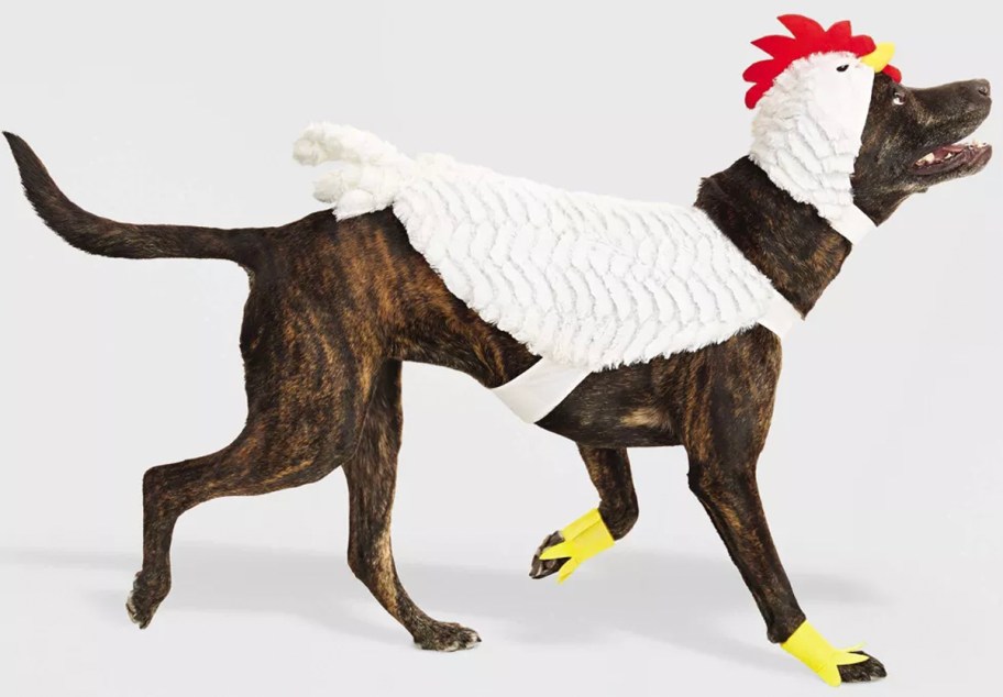 dog wearing white chicken costume