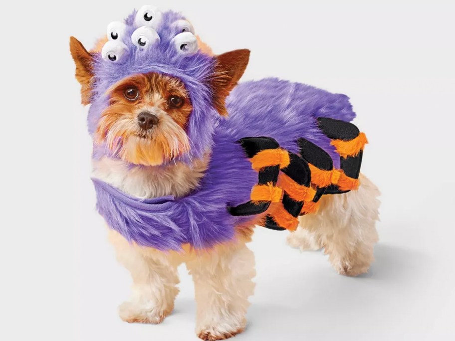 dog wearing spider costume 
