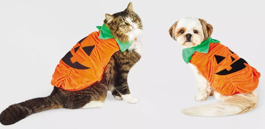 cat and dog pumpkin costumes