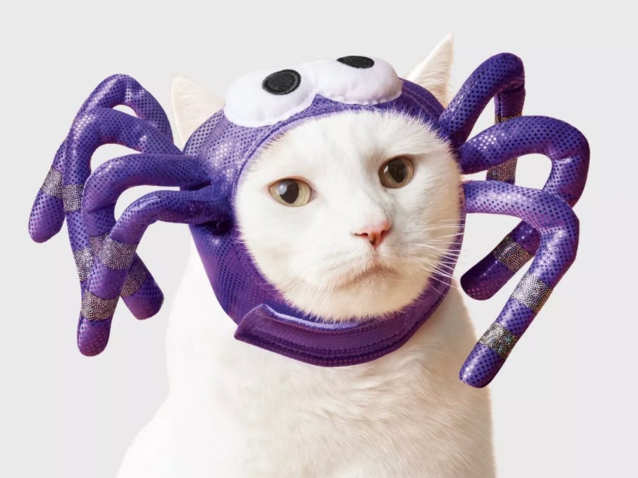 white cat wearing purple spider costume 
