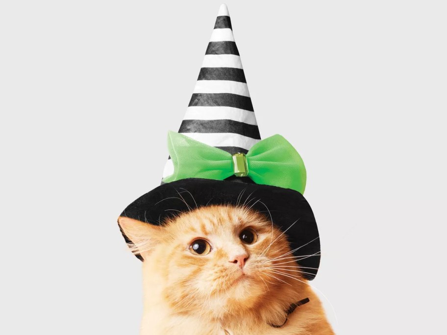 orange cat wearing witch hat 