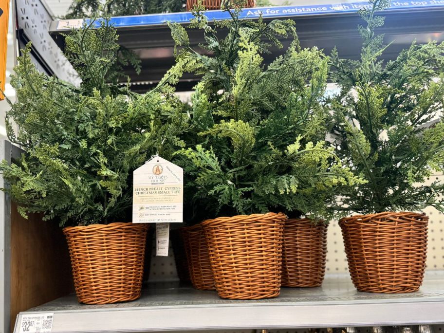 My Texas House 24" Pre-Lit Green Cypress Artificial Christmas Trees on shelf in store