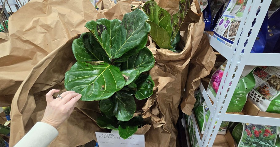 Fiddle Leaf Fig Trees at Costco