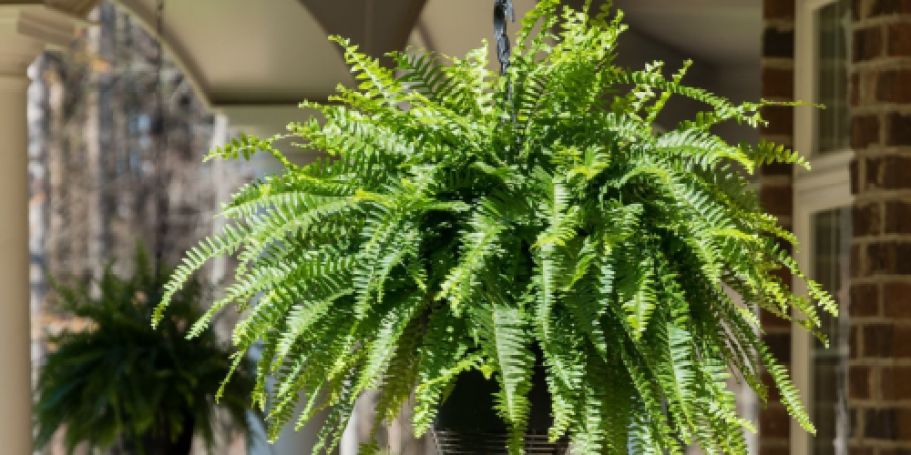 Last Chance! Boston Fern Hanging Basket Just $10 at Lowe’s (Reg. $17)