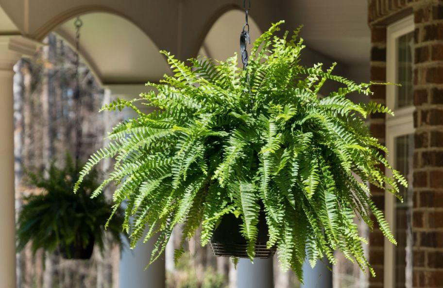 a large boston fern in a hanging basket