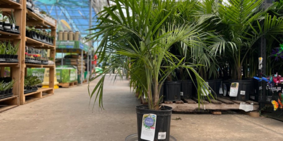 Majesty Palm Plant Just $14.98 at Lowe’s – Today ONLY
