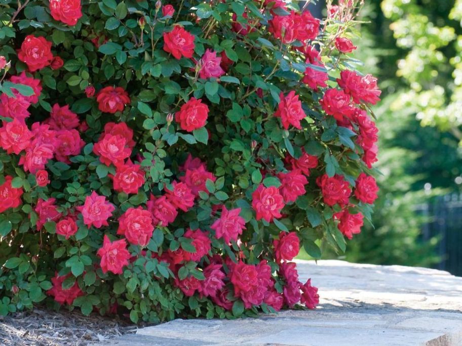 Knock Out 2-Gallon Red Double Rose Bush&nbsp;on ledge