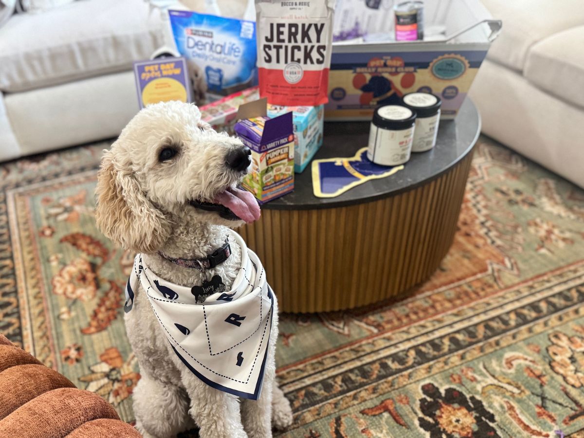 Amazon’s Pet Day Deals Are Live | Up to 75% Off Treats, Toys, & More