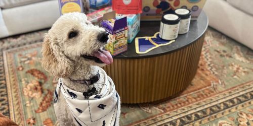 Amazon’s Pet Day Deals Are Live | Up to 75% Off Treats, Toys, & More