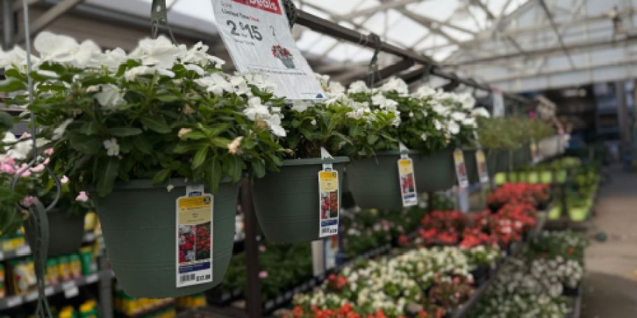 Lowe’s Hanging Flower Baskets Only $7.50 Each (Just Buy 2!)