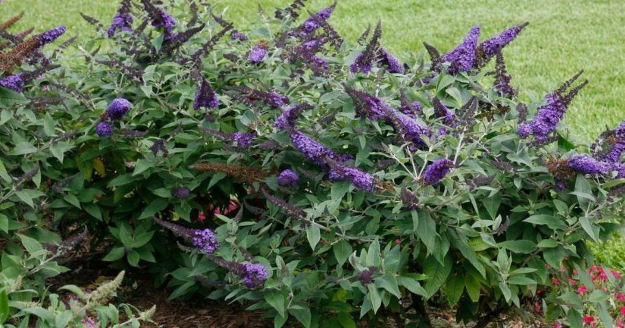 purple Proven Winners Pugster Blue Buddleia Shrub
