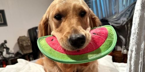 Outward Hound Dog Toy Just $2.90 on Amazon (Reg. $11)