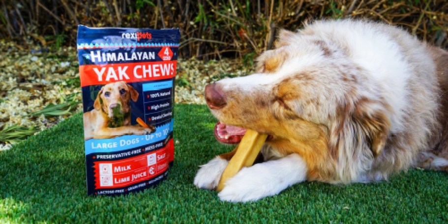 Up to 50% Off Himalayan Yak Chews for Dogs on Amazon (Rawhide Alternative)