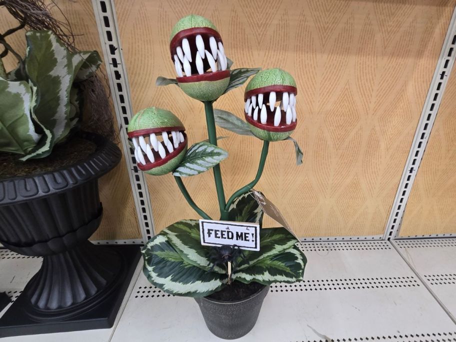 Carnivorous Plant on shelf in store